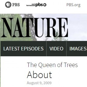 queenoftrees